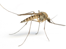Critter Control of Toledo