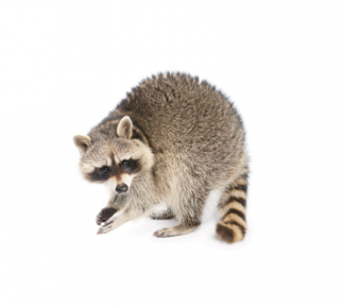 Critter Control of Toledo
