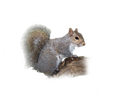 Critter Control of Toledo