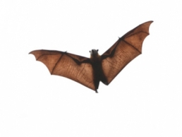 Critter Control of Toledo