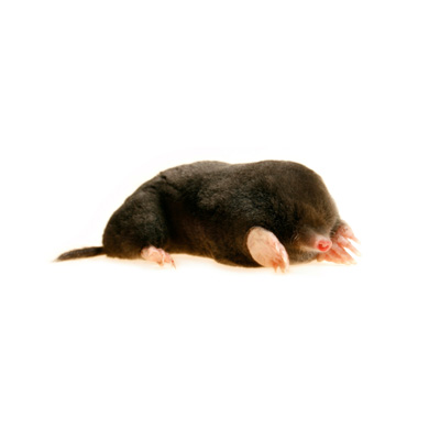 Wildlife Management Removal Critter, Baby Mole In Basement