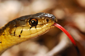 Snake Control and Removal