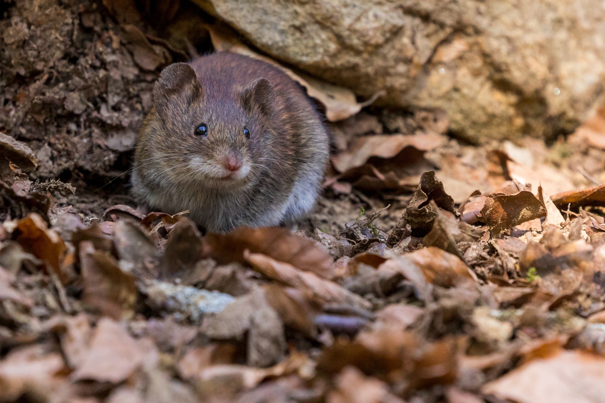 Rat Removal in Toledo