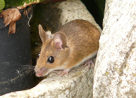 Small Brown Mouse On Rocks Outside Toledo Home