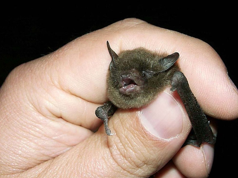 Small Brown Bat in Human Hand