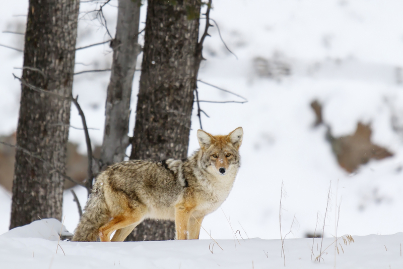 Coyote Control and Removal