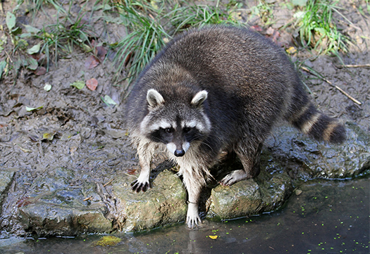 Municipal raccoon control in Toledo