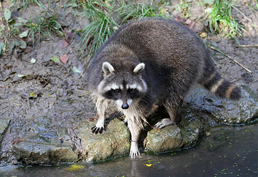 Large Raccoon at Water Edge on Toledo Property