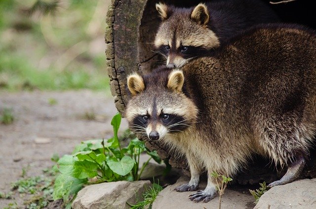 Critter Control Removal Service 