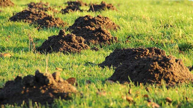 Mole Hills in Toledo Yard