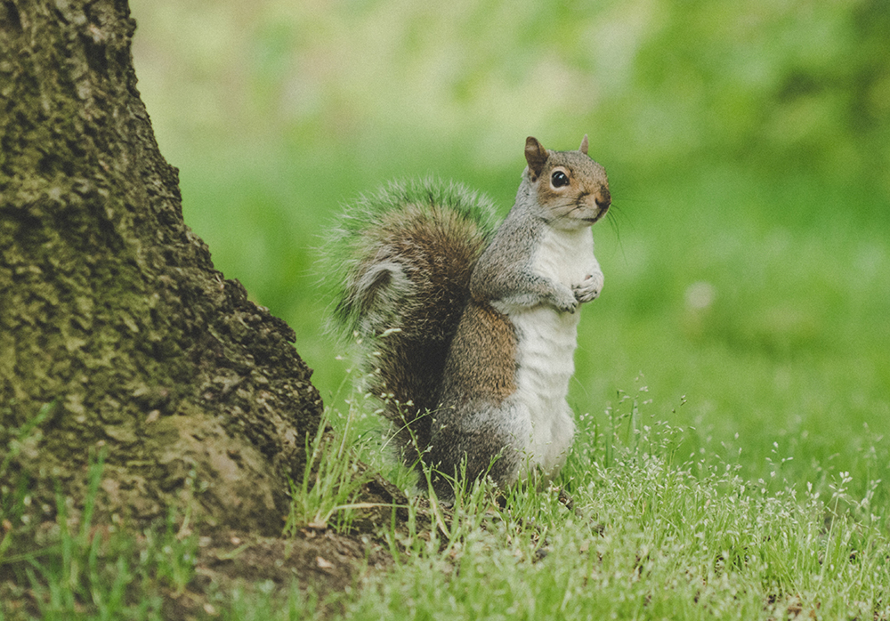 Squirrel Removal Solutions In Toledo