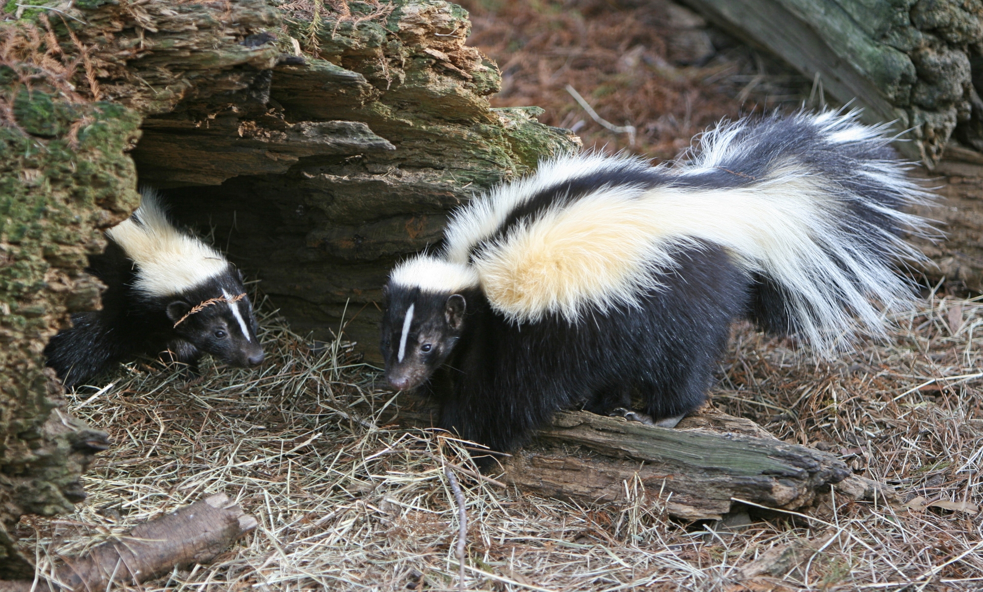 Skunk Removal In Toledo 